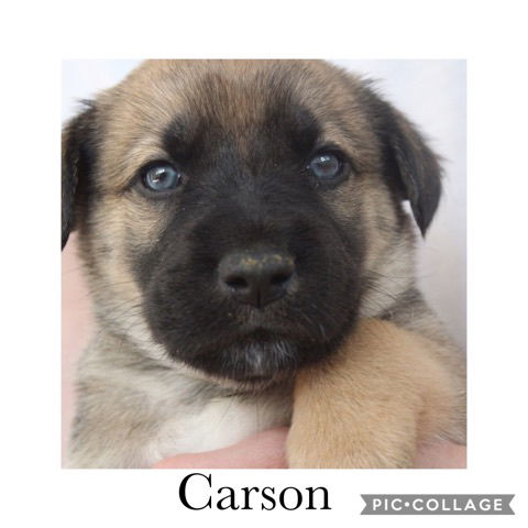 Carson