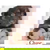 Chase