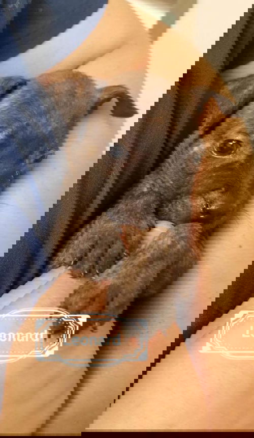 Leonard
