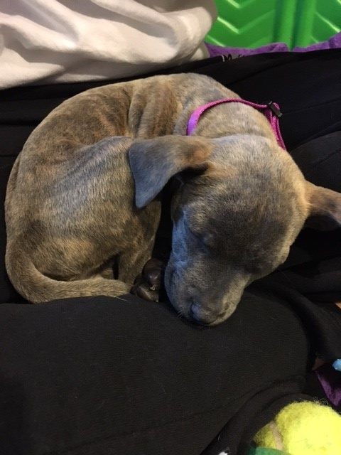 Penny