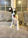 Pepper (MD)