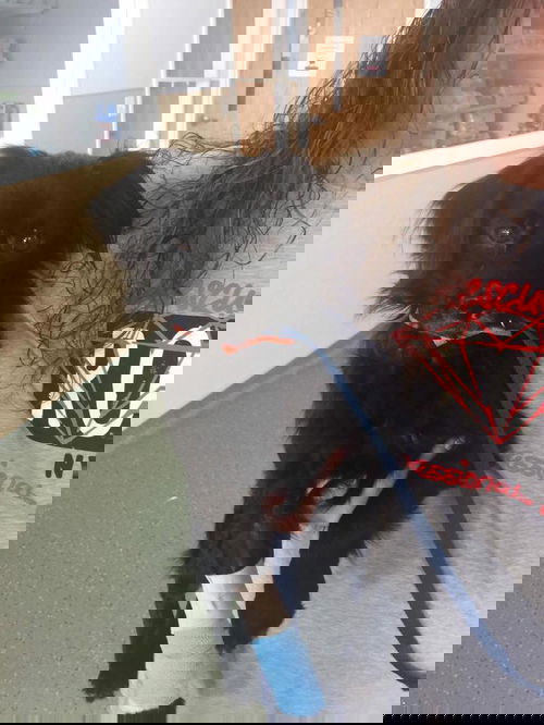 Ray