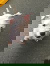 Whitey