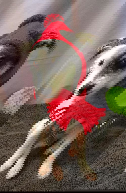 Oreo