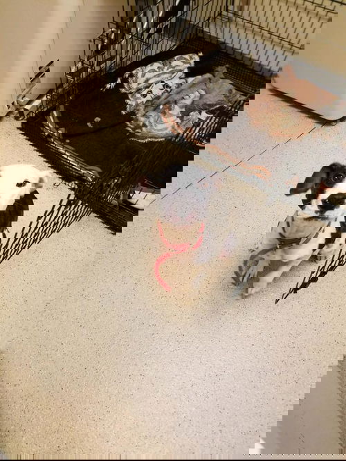 Andromida