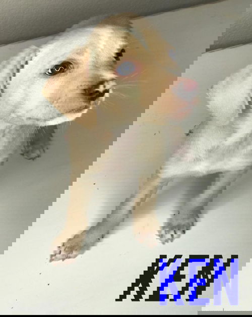 Ken