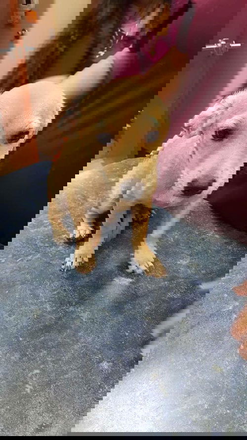 Gino
