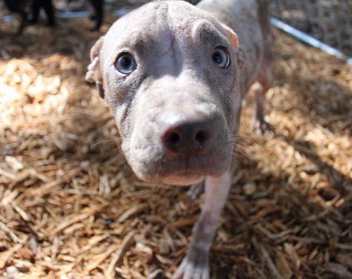 Wilbur