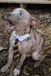 Wilbur