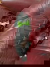Gabe