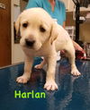 Harlan