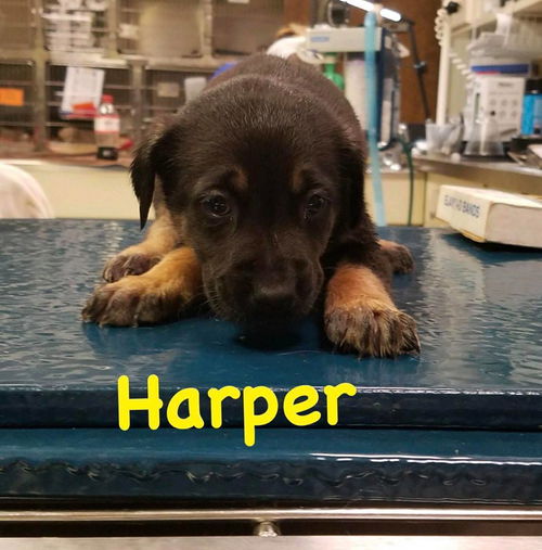 Harper