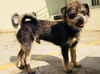 Chessie