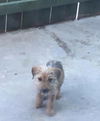 Charlie