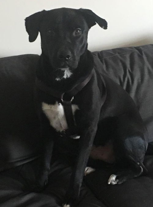 Ziggy