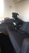 Ziggy