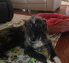 Alfie