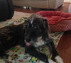 Alfie