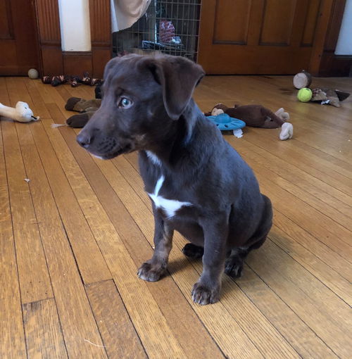 Fudge (TX)
