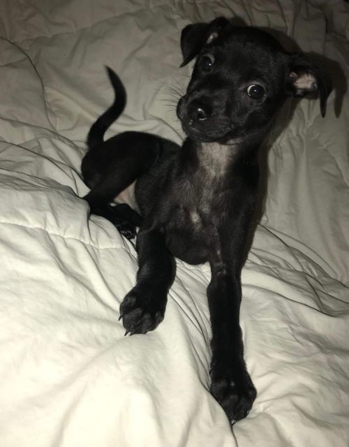 Carlitos