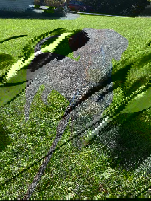 Teardrop