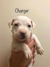 Charger