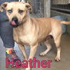 Heather