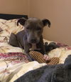 Willa