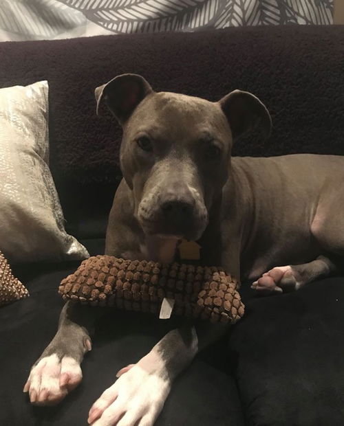 Willa