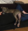 Willa