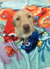 Wesley