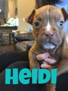 Heidi