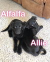 Alfalfa