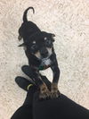 Little Caesar