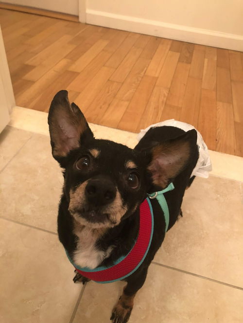 Little Caesar