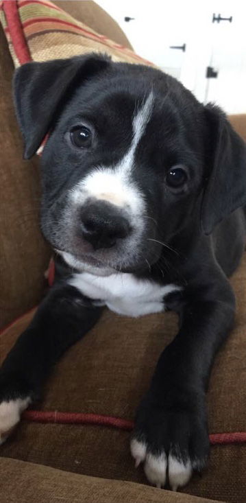 Sampson