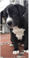 Sampson