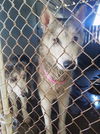 Golda
