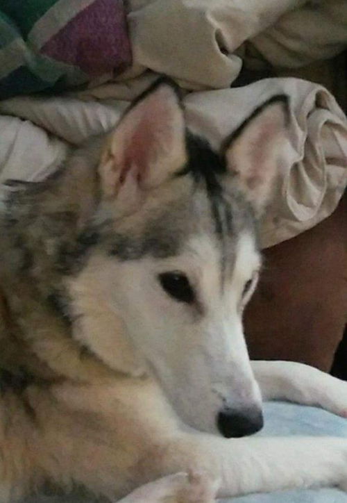 Golda