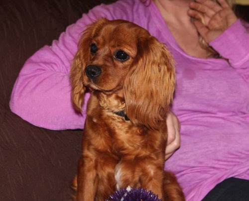 Paxi