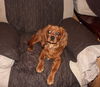 Paxi