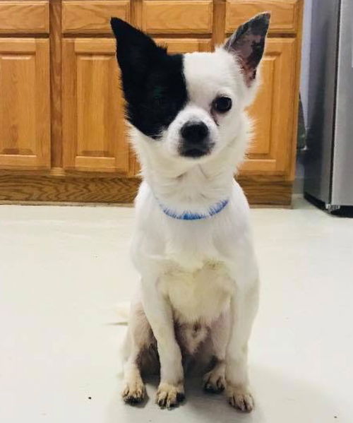 Oreo