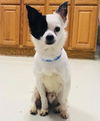 Oreo