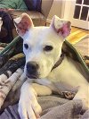 adoptable Dog in york, NE named Cloud