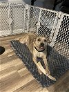 adoptable Dog in  named Rey