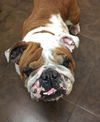 Gordie