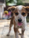 Lewis