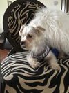 Greyson
