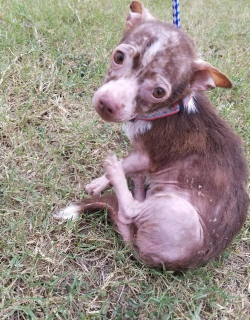 Peanut