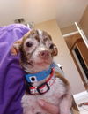 Peanut